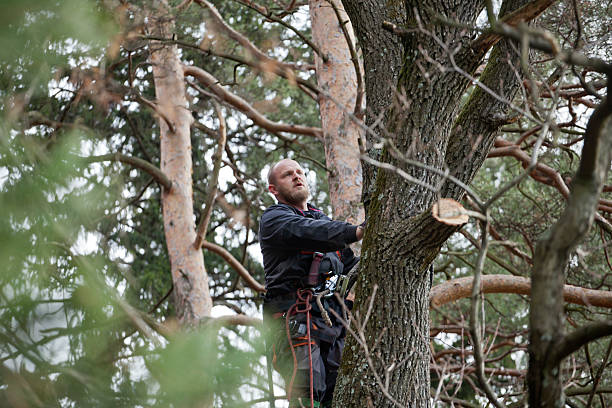 How Our Tree Care Process Works  in  Mount Repose, OH